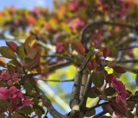 Malus toringo 'Scarlett' - Roodbladige sierappel 'Scarlett' - 1