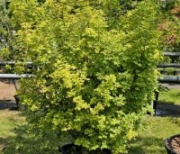 Acer campestre 'Nanum' - Acer campestre 'Nanum' - 1