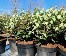 Elaeagnus Ebbingei