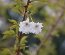 Prunus x subhirtella 'Autumnalis' 