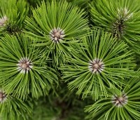 Pinus nigra 'Nana' - Oostenrijkse dwergden - 1