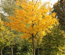 Acer platanoides met fraaie herfstverkleuring