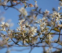Amelanchier lamarckii