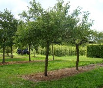 Malus 'Elstar'