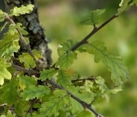 Quercus pubescens - Donzige eik - 2