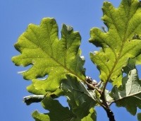 Quercus pubescens - Donzige eik - 1