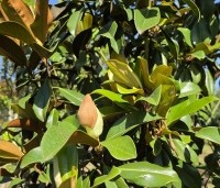 Magnolia grandiflora 'Goliath' - Magnolia grandiflora 'Goliath' - 2