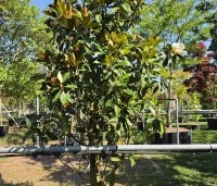 Magnolia grandiflora 'Goliath' - Magnolia grandiflora 'Goliath' - 1