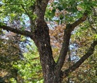 Betula nigra - Zwarte berk - 3