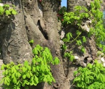 Aesculus hippocastanum 'Baumannii' is een snelle groeier en een machtige klimboom