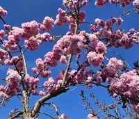 Prunus serrulata 'Kiku-shidare-zakura' - Japanse sierkers 'Kiku-shidare-zakura' - 3