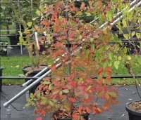 Nyssa sylvatica - Zwarte tulepoboom - 3