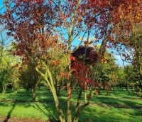 Acer tataricum subsp. ginnala - Esdoorn - 1