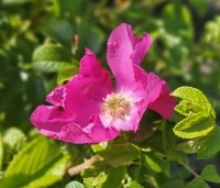 Rosa rugosa - Japanse Bottelroos - 3
