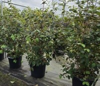 Viburnum plicatum 'Popcorn' - Japanse Sneeuwbal 'Popcorn' - 1