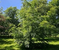 Fagus sylvatica - Groene beuk - 6