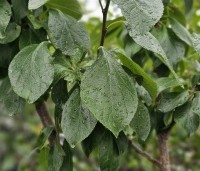 Prunus dom. 'Reine Claude d'Oullins' - Prunus dom. 'Reine Claude d'Oullins' - zomerblad