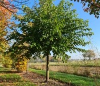 Morus alba 'Macrophylla' - Witte moerbei - november 2023