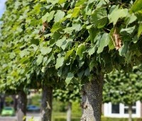 Tilia x europaea 'Pallida' - Koningslinde - 3