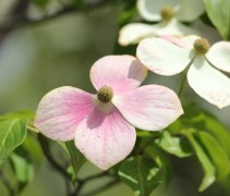 Cornus 'Norman Hadden'
