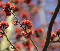 Parrotia persica 'Vanessa'