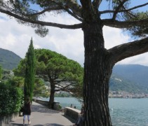 Pinus Pinea 