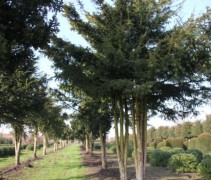 Taxus Baccata