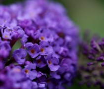 Vlinderstruik 'Empire Blue' bloeit diepblauw