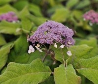 Hydrangea aspera 'Macrophylla' - Fluweelhortensia - 3