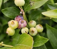 Vaccinium corymbosum 'Bluecrop' - Blauwe bes 'Bluecrop' - 1