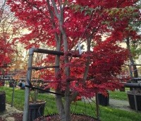 Acer palmatum 'Fireglow' - Japanse Esdoorn 'Fireglow' - 4