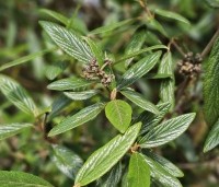 Viburnum 'Pragense' - Sneeuwbal 'Pragense' - 1