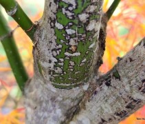 Acer palmatum 'Scolopendrifolium'