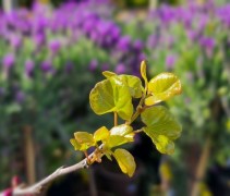Cercis Siliquastrum