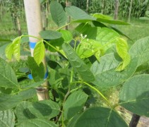 Cladastris