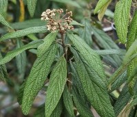Viburnum rhytidophyllum - Sneeuwbal - 2