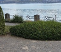 Taxus baccata - Venijnboom - taxus wolk