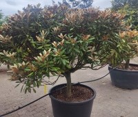 Rhododendron yakushimanum 'Hydon Velvet' - Japanse Rhododendron 'Hydon Velvet' - 1
