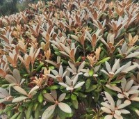 Rhododendron yakushimanum 'Hydon Velvet' - Japanse Rhododendron 'Hydon Velvet' - 2