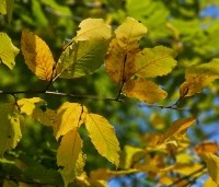 Carpinus betulus - Haagbeuk - 1