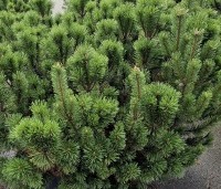 Pinus mugo mughus - Bergden - 1