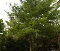 Beuk 'Grandidentata' jonge boom