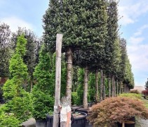 Quercus ilex leischerm XXL