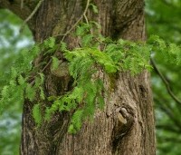 Metasequoia glyptostroboides - Chinese Moerascipres - 3
