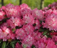 Rhododendron Yakushimanum 'Sonatine' - Rododendron 'Sonatine' - 3