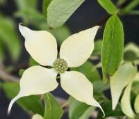 Cornus kousa 'Robert's Select' - Japanse grootbloemige kornoelje 'Robert's Select' - 3