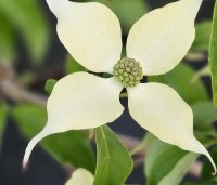Cornus kousa 'Robert's Select' - Japanse grootbloemige kornoelje 'Robert's Select' - 2