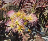 Albizia julibrissin 'Summer Chocolate' - Perzische slaapboom 'Summer Chocolate' - 2