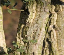 Quercus suber