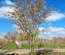 Amelanchier Snowflakes
